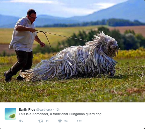 Huge Hungarian Guard Dog